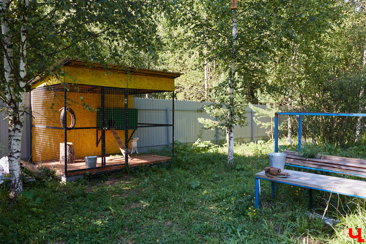 Лисицы в наших краях не редкость. И порой диким зверькам требуется помощь человека. Оказать ее поспешили сразу два владимирских волонтера. О своих экзотических питомцах Юлия Буйницкая и Марина Собянина рассказали «Ключ-Медиа».