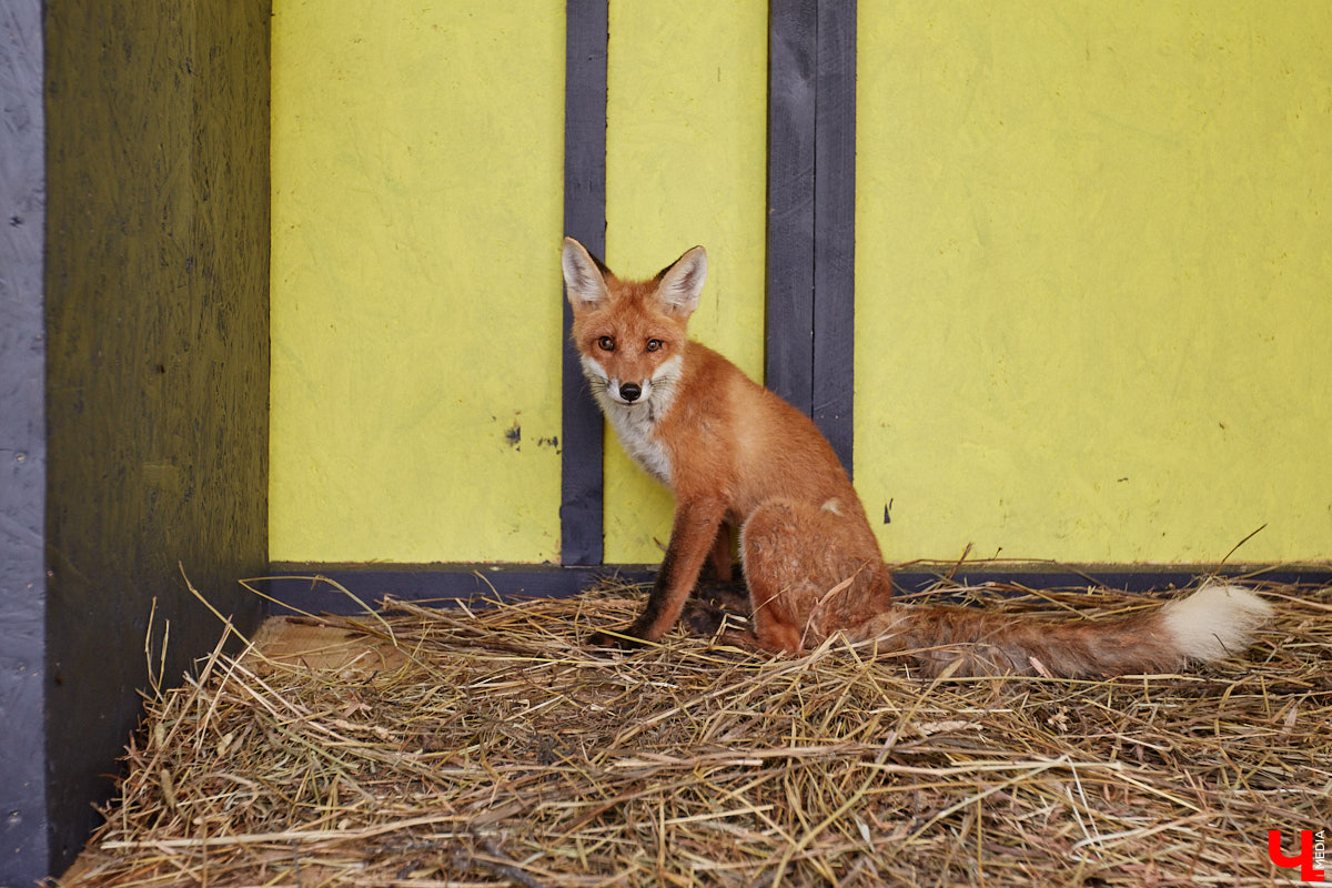 Лисицы в наших краях не редкость. И порой диким зверькам требуется помощь человека. Оказать ее поспешили сразу два владимирских волонтера. О своих экзотических питомцах Юлия Буйницкая и Марина Собянина рассказали «Ключ-Медиа».