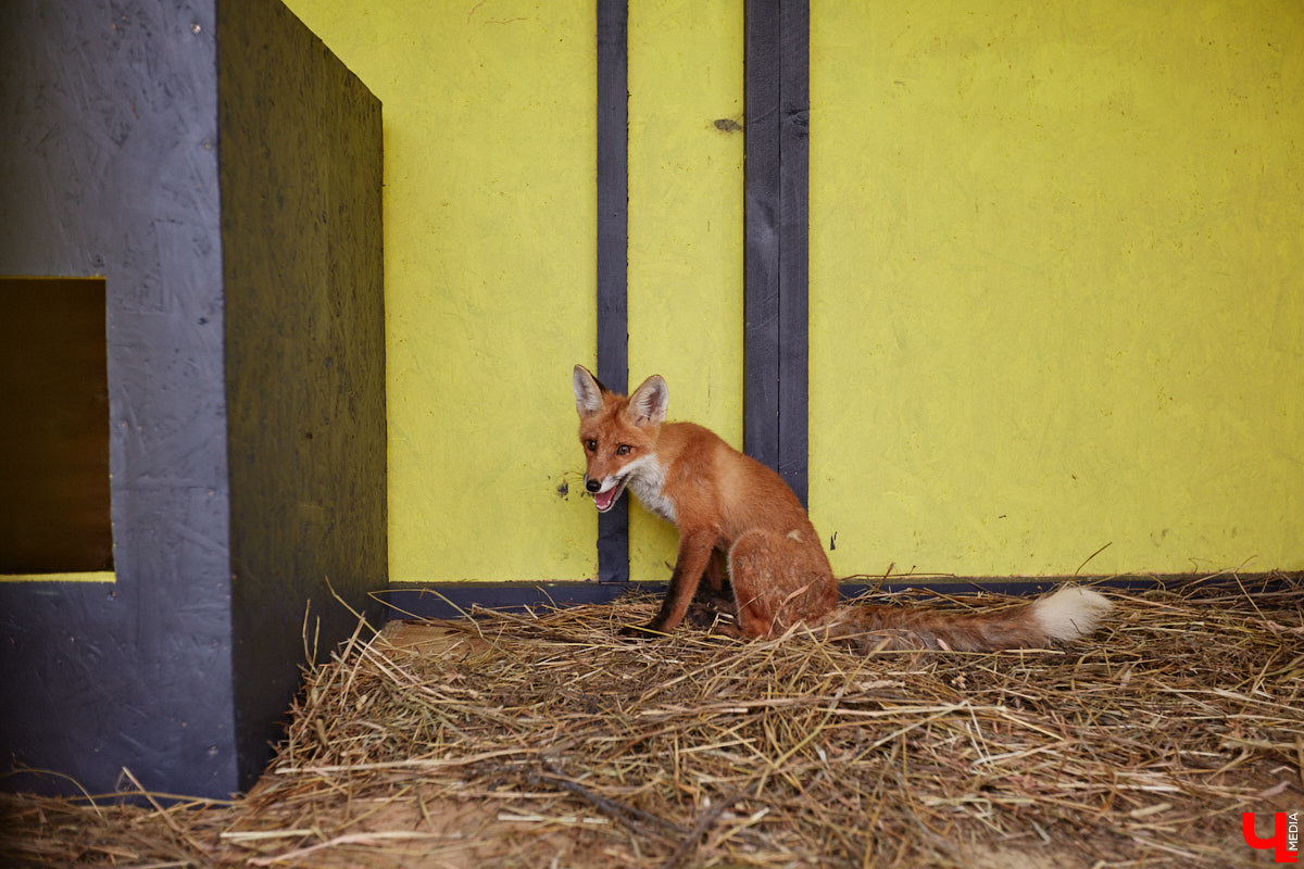 Лисицы в наших краях не редкость. И порой диким зверькам требуется помощь человека. Оказать ее поспешили сразу два владимирских волонтера. О своих экзотических питомцах Юлия Буйницкая и Марина Собянина рассказали «Ключ-Медиа».