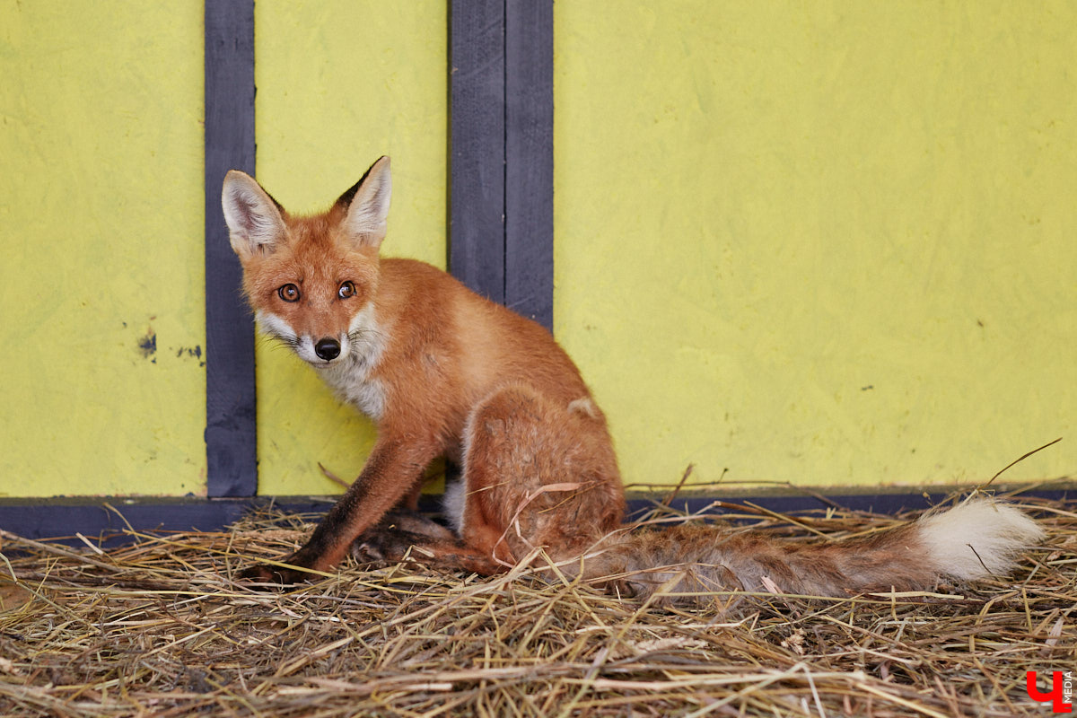 Лисицы в наших краях не редкость. И порой диким зверькам требуется помощь человека. Оказать ее поспешили сразу два владимирских волонтера. О своих экзотических питомцах Юлия Буйницкая и Марина Собянина рассказали «Ключ-Медиа».