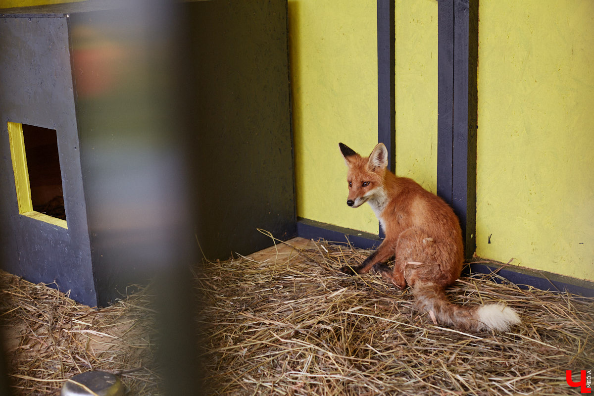 Лисицы в наших краях не редкость. И порой диким зверькам требуется помощь человека. Оказать ее поспешили сразу два владимирских волонтера. О своих экзотических питомцах Юлия Буйницкая и Марина Собянина рассказали «Ключ-Медиа».