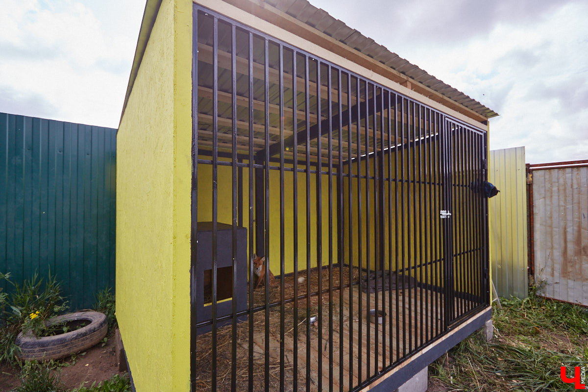 Лисицы в наших краях не редкость. И порой диким зверькам требуется помощь человека. Оказать ее поспешили сразу два владимирских волонтера. О своих экзотических питомцах Юлия Буйницкая и Марина Собянина рассказали «Ключ-Медиа».