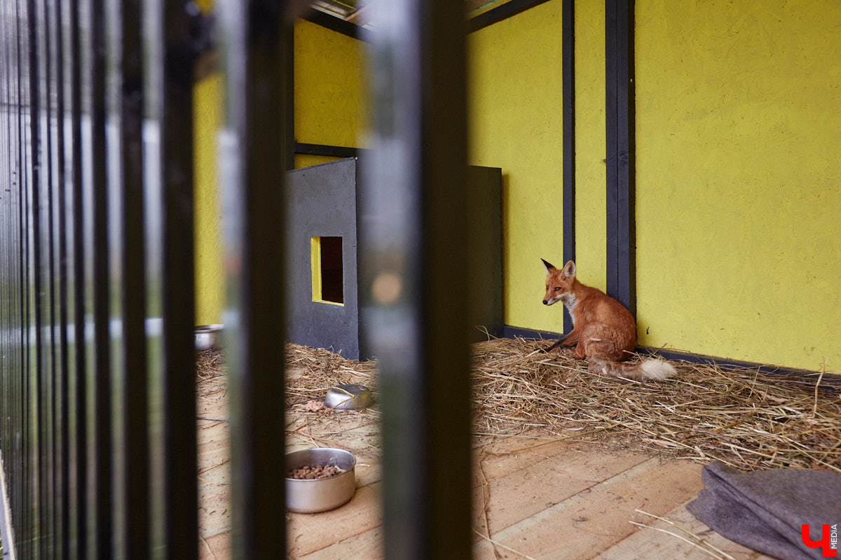 Лисицы в наших краях не редкость. И порой диким зверькам требуется помощь человека. Оказать ее поспешили сразу два владимирских волонтера. О своих экзотических питомцах Юлия Буйницкая и Марина Собянина рассказали «Ключ-Медиа».