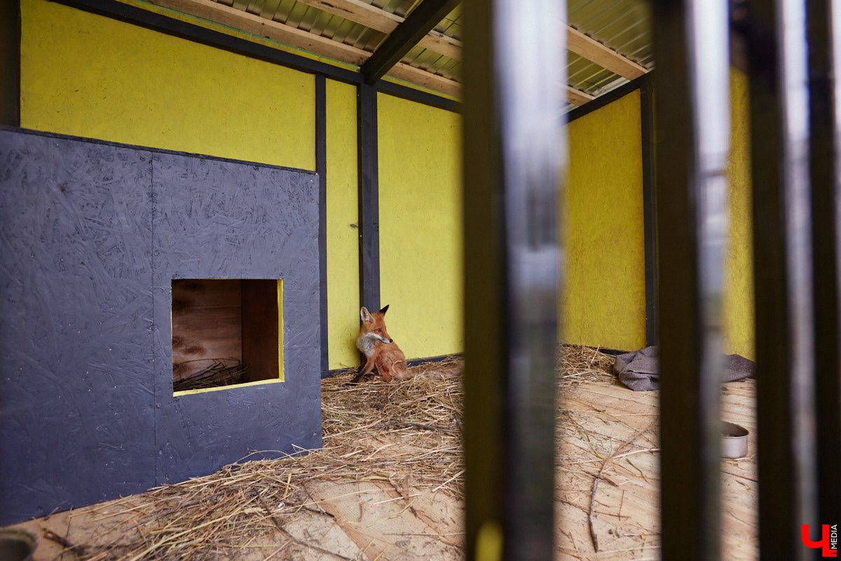 Лисицы в наших краях не редкость. И порой диким зверькам требуется помощь человека. Оказать ее поспешили сразу два владимирских волонтера. О своих экзотических питомцах Юлия Буйницкая и Марина Собянина рассказали «Ключ-Медиа».