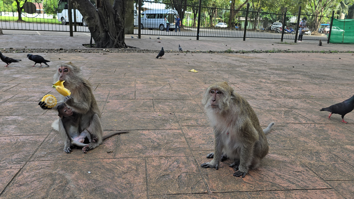Сейчас бы на море! Чтобы белый песок, голубой океан, пальмы с кокосами и… кузнечики на обед?! Догадались, про какую страну речь? Правильно, мы о Таиланде, где недавно побывал владимирский турист Никита Овчинников-Коваринс. Молодой человек сполна насладился азиатской экзотикой, а полученными впечатлениями поделился с «Ключ-Медиа». Особенно относительно местной еды!
