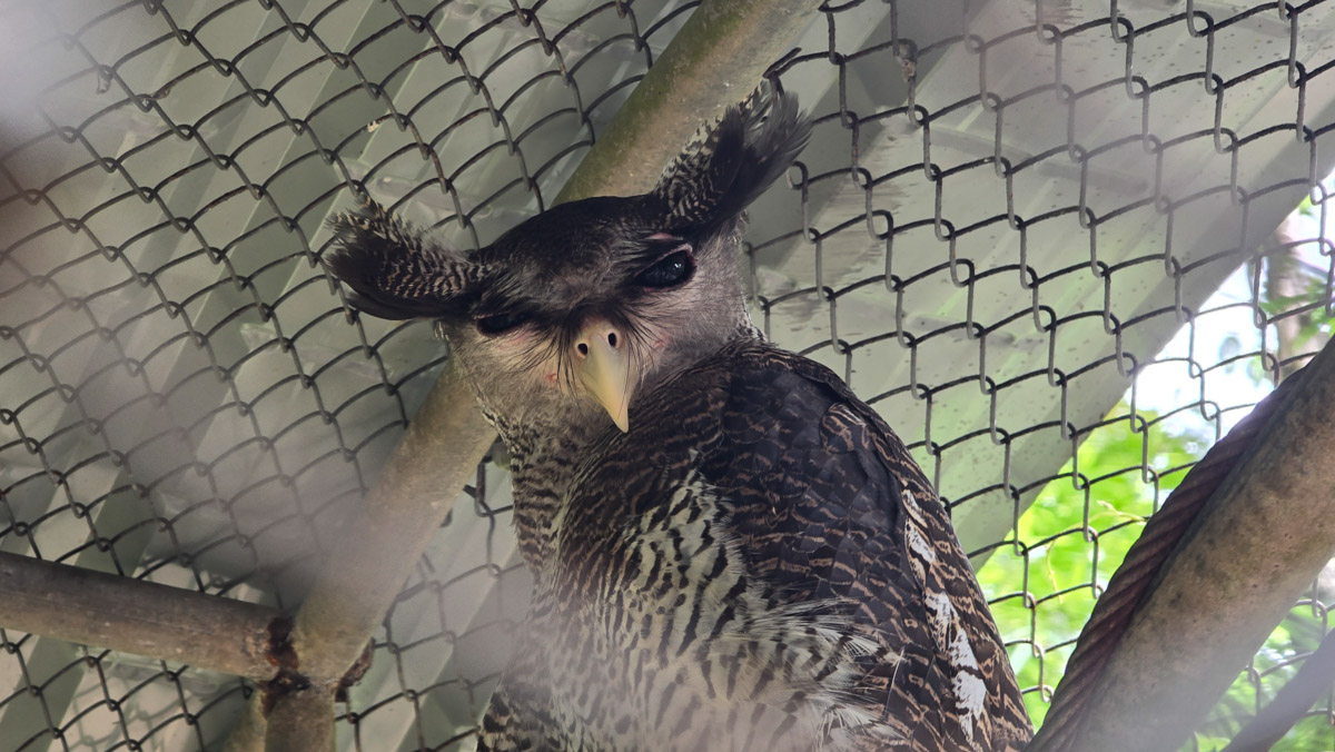 Сейчас бы на море! Чтобы белый песок, голубой океан, пальмы с кокосами и… кузнечики на обед?! Догадались, про какую страну речь? Правильно, мы о Таиланде, где недавно побывал владимирский турист Никита Овчинников-Коваринс. Молодой человек сполна насладился азиатской экзотикой, а полученными впечатлениями поделился с «Ключ-Медиа». Особенно относительно местной еды!