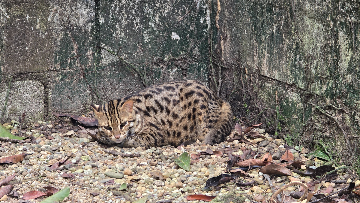 Сейчас бы на море! Чтобы белый песок, голубой океан, пальмы с кокосами и… кузнечики на обед?! Догадались, про какую страну речь? Правильно, мы о Таиланде, где недавно побывал владимирский турист Никита Овчинников-Коваринс. Молодой человек сполна насладился азиатской экзотикой, а полученными впечатлениями поделился с «Ключ-Медиа». Особенно относительно местной еды!