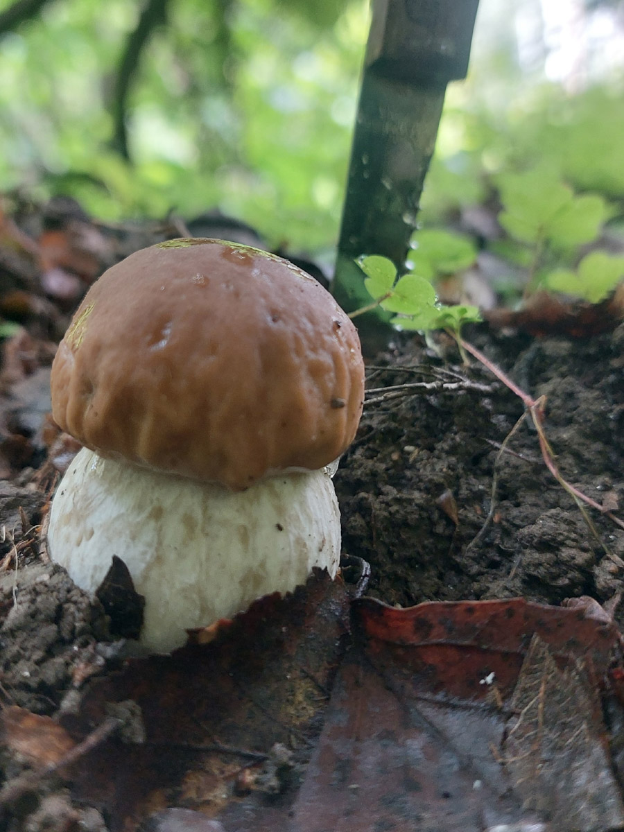 Во Владимирской области настоящий грибной бум! Жители региона делятся в социальных сетях полными корзинками и лукошками. Любителей тихой охоты радуют лисички, подосиновики, маслята, а с недавних пор в рост пошли и белые. Встречаются и совсем редкие экземпляры, например краснокнижные «ведьмины пальцы». «Ключ-Медиа» собрал самые сочные кадры щедрых даров леса.