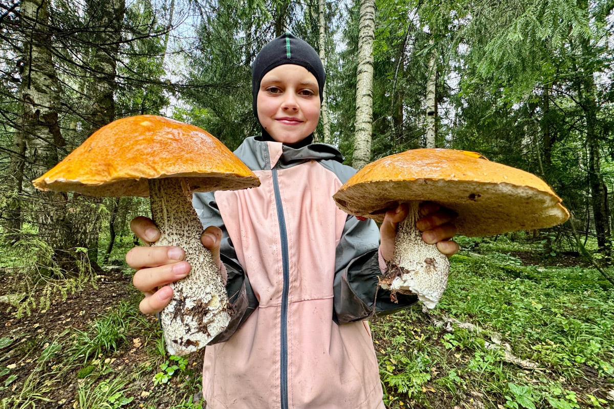 Во Владимирской области настоящий грибной бум! Жители региона делятся в социальных сетях полными корзинками и лукошками. Любителей тихой охоты радуют лисички, подосиновики, маслята, а с недавних пор в рост пошли и белые. Встречаются и совсем редкие экземпляры, например краснокнижные «ведьмины пальцы». «Ключ-Медиа» собрал самые сочные кадры щедрых даров леса.
