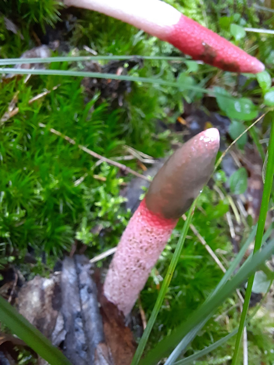 Во Владимирской области настоящий грибной бум! Жители региона делятся в социальных сетях полными корзинками и лукошками. Любителей тихой охоты радуют лисички, подосиновики, маслята, а с недавних пор в рост пошли и белые. Встречаются и совсем редкие экземпляры, например краснокнижные «ведьмины пальцы». «Ключ-Медиа» собрал самые сочные кадры щедрых даров леса.