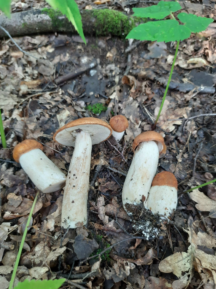 Во Владимирской области настоящий грибной бум! Жители региона делятся в социальных сетях полными корзинками и лукошками. Любителей тихой охоты радуют лисички, подосиновики, маслята, а с недавних пор в рост пошли и белые. Встречаются и совсем редкие экземпляры, например краснокнижные «ведьмины пальцы». «Ключ-Медиа» собрал самые сочные кадры щедрых даров леса.