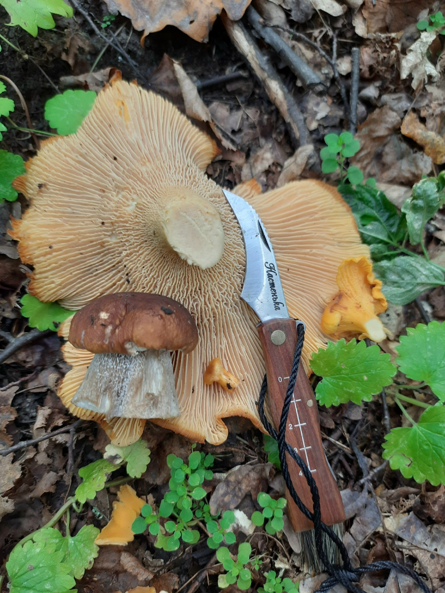 Во Владимирской области настоящий грибной бум! Жители региона делятся в социальных сетях полными корзинками и лукошками. Любителей тихой охоты радуют лисички, подосиновики, маслята, а с недавних пор в рост пошли и белые. Встречаются и совсем редкие экземпляры, например краснокнижные «ведьмины пальцы». «Ключ-Медиа» собрал самые сочные кадры щедрых даров леса.