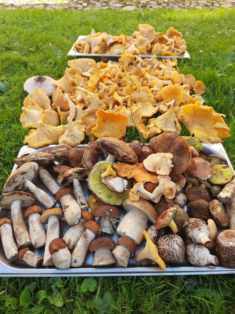 Во Владимирской области настоящий грибной бум! Жители региона делятся в социальных сетях полными корзинками и лукошками. Любителей тихой охоты радуют лисички, подосиновики, маслята, а с недавних пор в рост пошли и белые. Встречаются и совсем редкие экземпляры, например краснокнижные «ведьмины пальцы». «Ключ-Медиа» собрал самые сочные кадры щедрых даров леса.