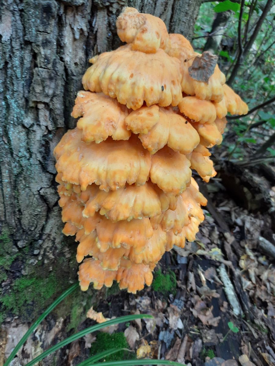 Во Владимирской области настоящий грибной бум! Жители региона делятся в социальных сетях полными корзинками и лукошками. Любителей тихой охоты радуют лисички, подосиновики, маслята, а с недавних пор в рост пошли и белые. Встречаются и совсем редкие экземпляры, например краснокнижные «ведьмины пальцы». «Ключ-Медиа» собрал самые сочные кадры щедрых даров леса.