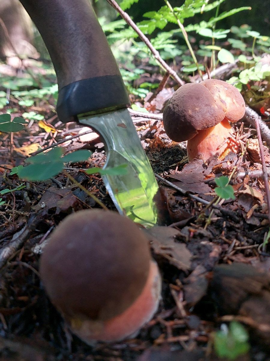 Во Владимирской области настоящий грибной бум! Жители региона делятся в социальных сетях полными корзинками и лукошками. Любителей тихой охоты радуют лисички, подосиновики, маслята, а с недавних пор в рост пошли и белые. Встречаются и совсем редкие экземпляры, например краснокнижные «ведьмины пальцы». «Ключ-Медиа» собрал самые сочные кадры щедрых даров леса.