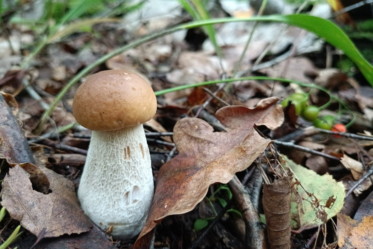 Во Владимирской области настоящий грибной бум! Жители региона делятся в социальных сетях полными корзинками и лукошками. Любителей тихой охоты радуют лисички, подосиновики, маслята, а с недавних пор в рост пошли и белые. Встречаются и совсем редкие экземпляры, например краснокнижные «ведьмины пальцы». «Ключ-Медиа» собрал самые сочные кадры щедрых даров леса.