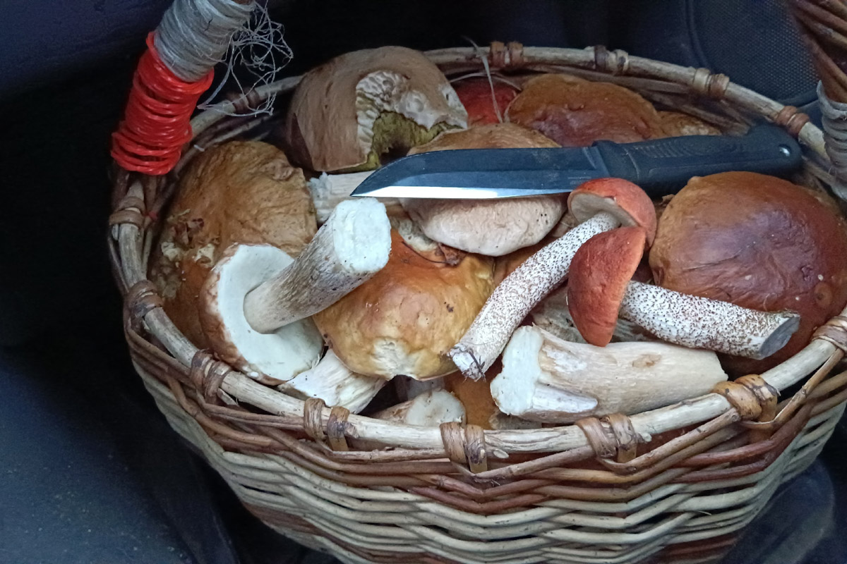 Во Владимирской области настоящий грибной бум! Жители региона делятся в социальных сетях полными корзинками и лукошками. Любителей тихой охоты радуют лисички, подосиновики, маслята, а с недавних пор в рост пошли и белые. Встречаются и совсем редкие экземпляры, например краснокнижные «ведьмины пальцы». «Ключ-Медиа» собрал самые сочные кадры щедрых даров леса.