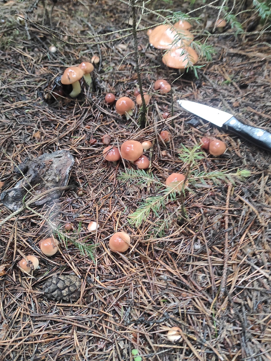 Во Владимирской области настоящий грибной бум! Жители региона делятся в социальных сетях полными корзинками и лукошками. Любителей тихой охоты радуют лисички, подосиновики, маслята, а с недавних пор в рост пошли и белые. Встречаются и совсем редкие экземпляры, например краснокнижные «ведьмины пальцы». «Ключ-Медиа» собрал самые сочные кадры щедрых даров леса.