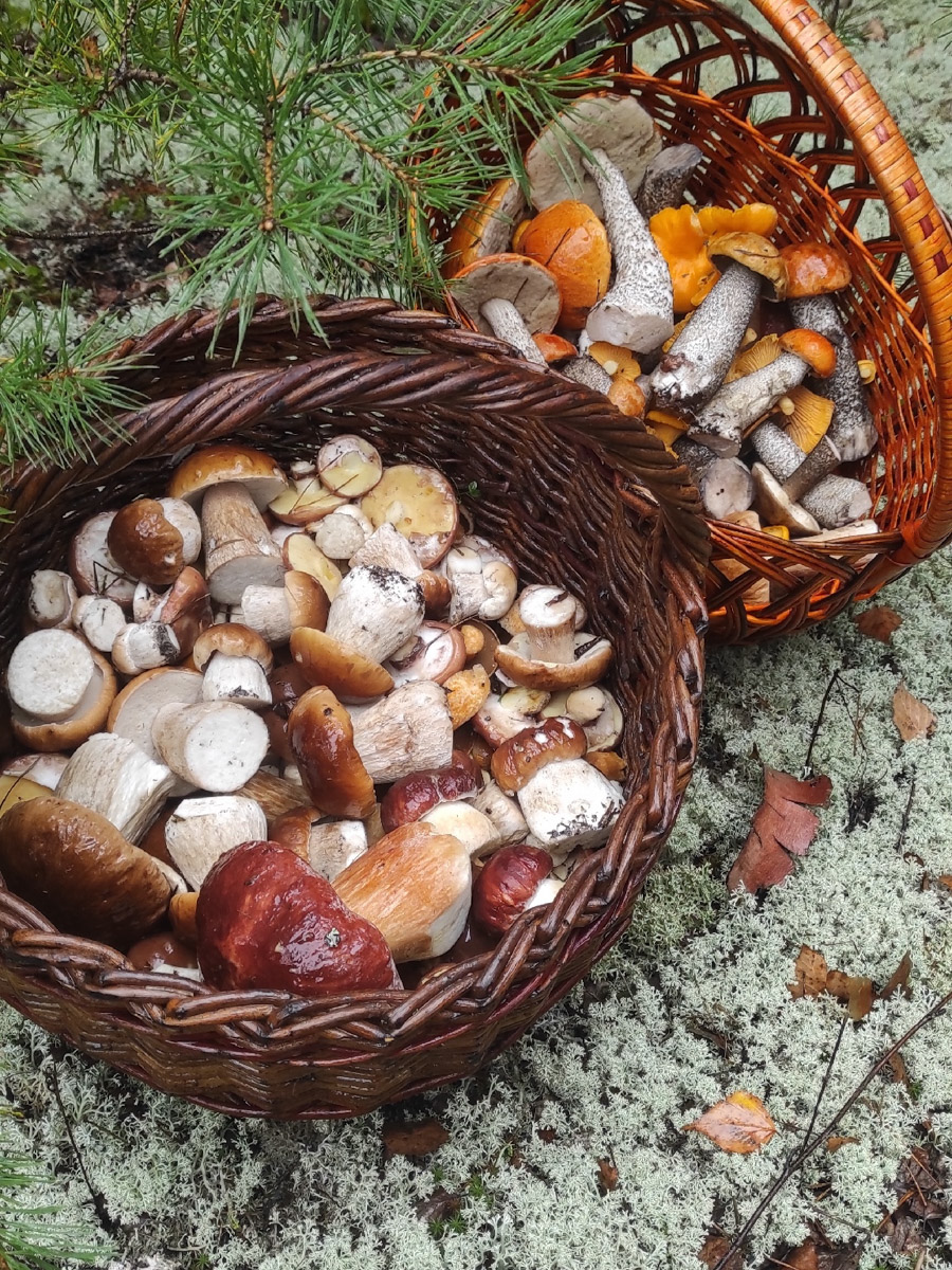 Во Владимирской области настоящий грибной бум! Жители региона делятся в социальных сетях полными корзинками и лукошками. Любителей тихой охоты радуют лисички, подосиновики, маслята, а с недавних пор в рост пошли и белые. Встречаются и совсем редкие экземпляры, например краснокнижные «ведьмины пальцы». «Ключ-Медиа» собрал самые сочные кадры щедрых даров леса.