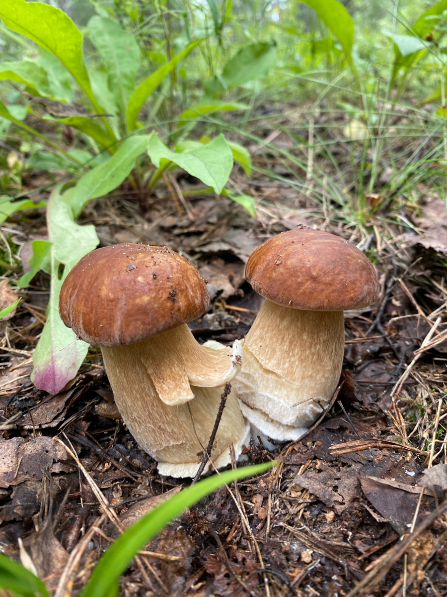 Во Владимирской области настоящий грибной бум! Жители региона делятся в социальных сетях полными корзинками и лукошками. Любителей тихой охоты радуют лисички, подосиновики, маслята, а с недавних пор в рост пошли и белые. Встречаются и совсем редкие экземпляры, например краснокнижные «ведьмины пальцы». «Ключ-Медиа» собрал самые сочные кадры щедрых даров леса.