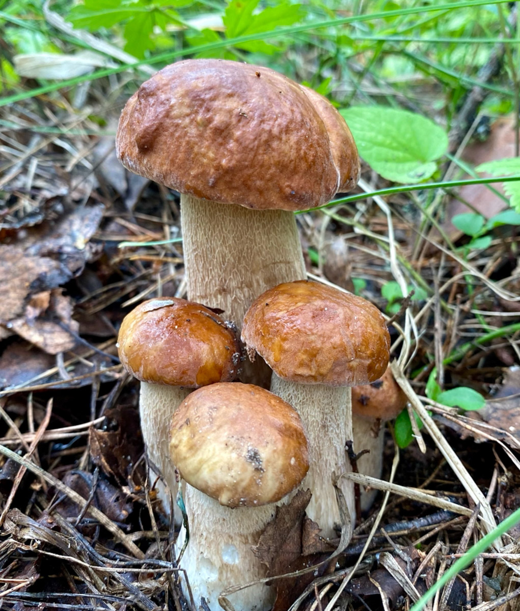 Во Владимирской области настоящий грибной бум! Жители региона делятся в социальных сетях полными корзинками и лукошками. Любителей тихой охоты радуют лисички, подосиновики, маслята, а с недавних пор в рост пошли и белые. Встречаются и совсем редкие экземпляры, например краснокнижные «ведьмины пальцы». «Ключ-Медиа» собрал самые сочные кадры щедрых даров леса.