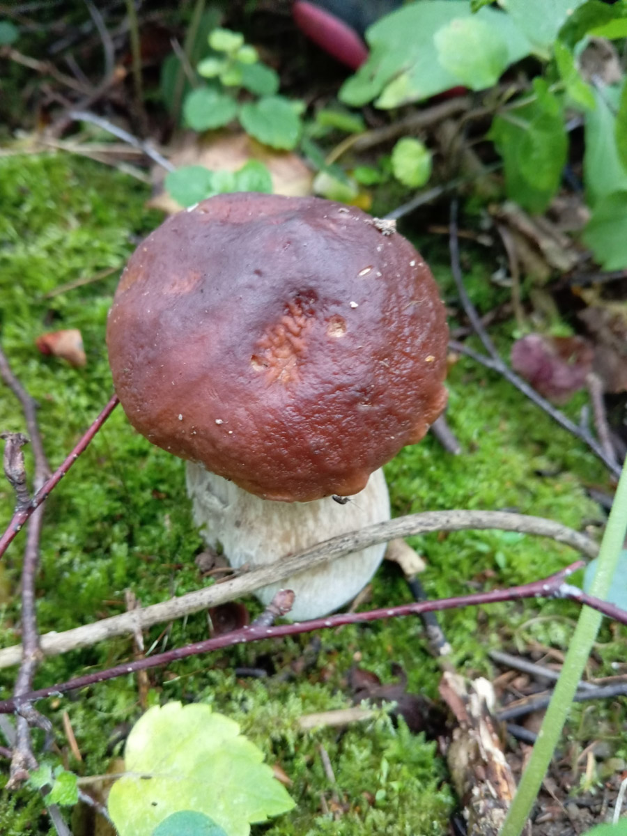 Во Владимирской области настоящий грибной бум! Жители региона делятся в социальных сетях полными корзинками и лукошками. Любителей тихой охоты радуют лисички, подосиновики, маслята, а с недавних пор в рост пошли и белые. Встречаются и совсем редкие экземпляры, например краснокнижные «ведьмины пальцы». «Ключ-Медиа» собрал самые сочные кадры щедрых даров леса.