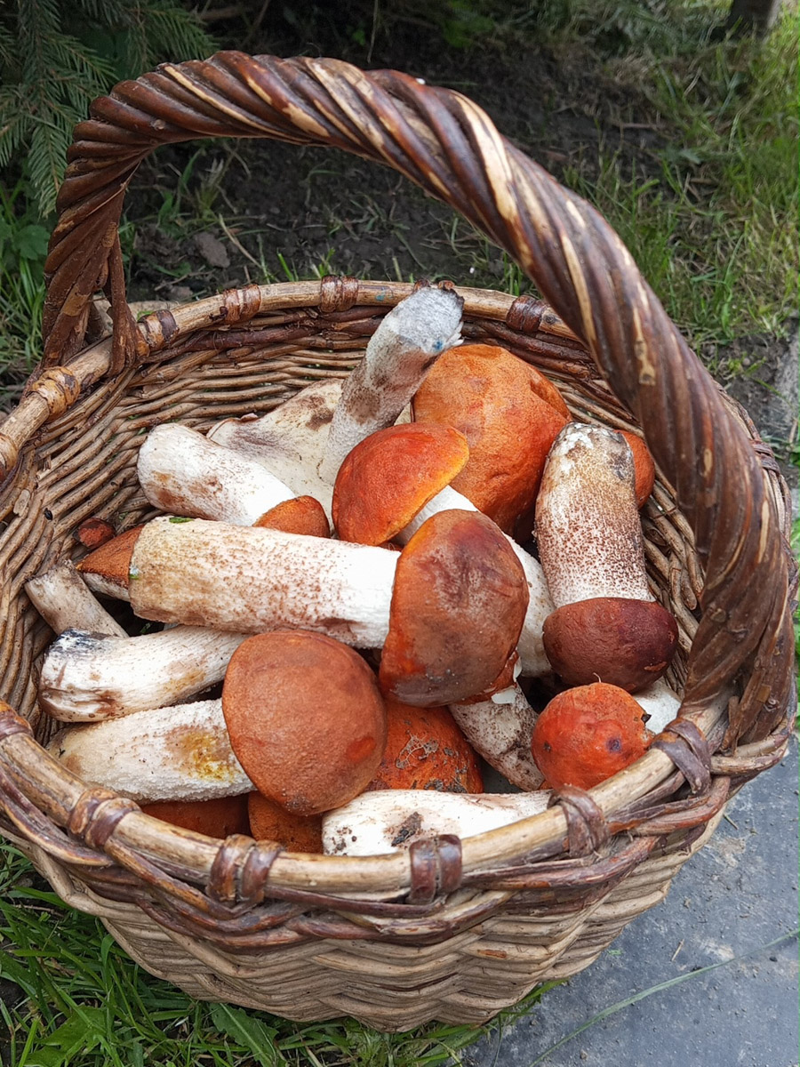 Во Владимирской области настоящий грибной бум! Жители региона делятся в социальных сетях полными корзинками и лукошками. Любителей тихой охоты радуют лисички, подосиновики, маслята, а с недавних пор в рост пошли и белые. Встречаются и совсем редкие экземпляры, например краснокнижные «ведьмины пальцы». «Ключ-Медиа» собрал самые сочные кадры щедрых даров леса.