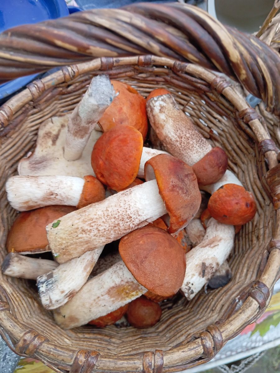 Во Владимирской области настоящий грибной бум! Жители региона делятся в социальных сетях полными корзинками и лукошками. Любителей тихой охоты радуют лисички, подосиновики, маслята, а с недавних пор в рост пошли и белые. Встречаются и совсем редкие экземпляры, например краснокнижные «ведьмины пальцы». «Ключ-Медиа» собрал самые сочные кадры щедрых даров леса.