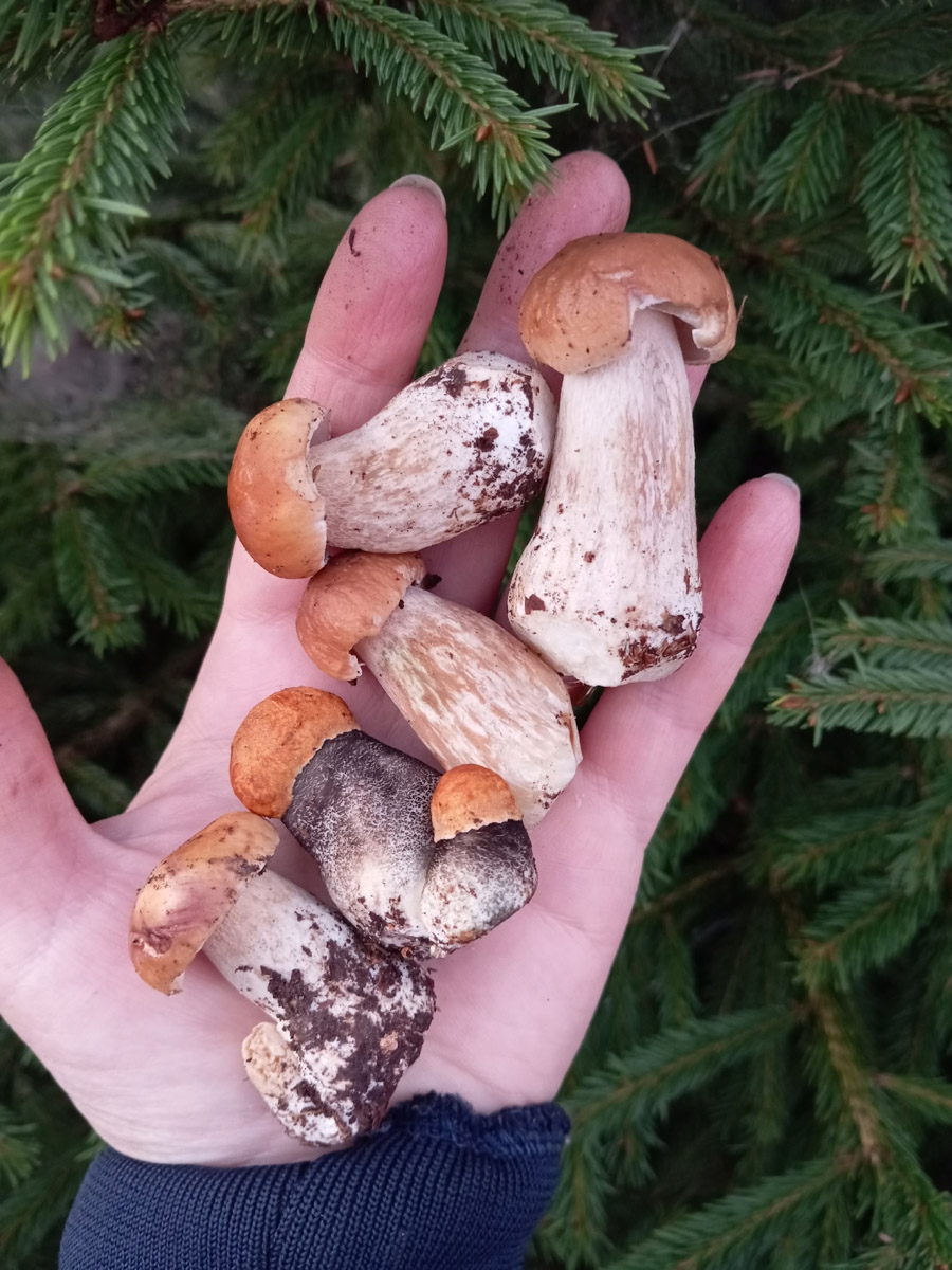 Во Владимирской области настоящий грибной бум! Жители региона делятся в социальных сетях полными корзинками и лукошками. Любителей тихой охоты радуют лисички, подосиновики, маслята, а с недавних пор в рост пошли и белые. Встречаются и совсем редкие экземпляры, например краснокнижные «ведьмины пальцы». «Ключ-Медиа» собрал самые сочные кадры щедрых даров леса.