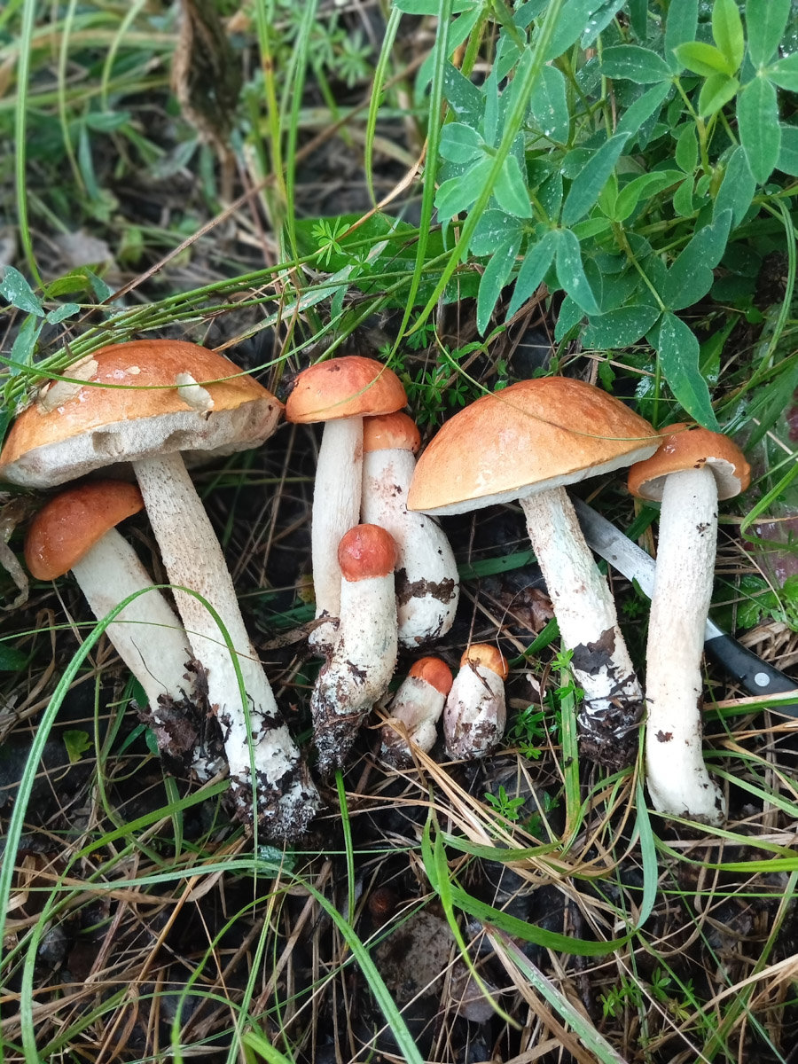 Во Владимирской области настоящий грибной бум! Жители региона делятся в социальных сетях полными корзинками и лукошками. Любителей тихой охоты радуют лисички, подосиновики, маслята, а с недавних пор в рост пошли и белые. Встречаются и совсем редкие экземпляры, например краснокнижные «ведьмины пальцы». «Ключ-Медиа» собрал самые сочные кадры щедрых даров леса.