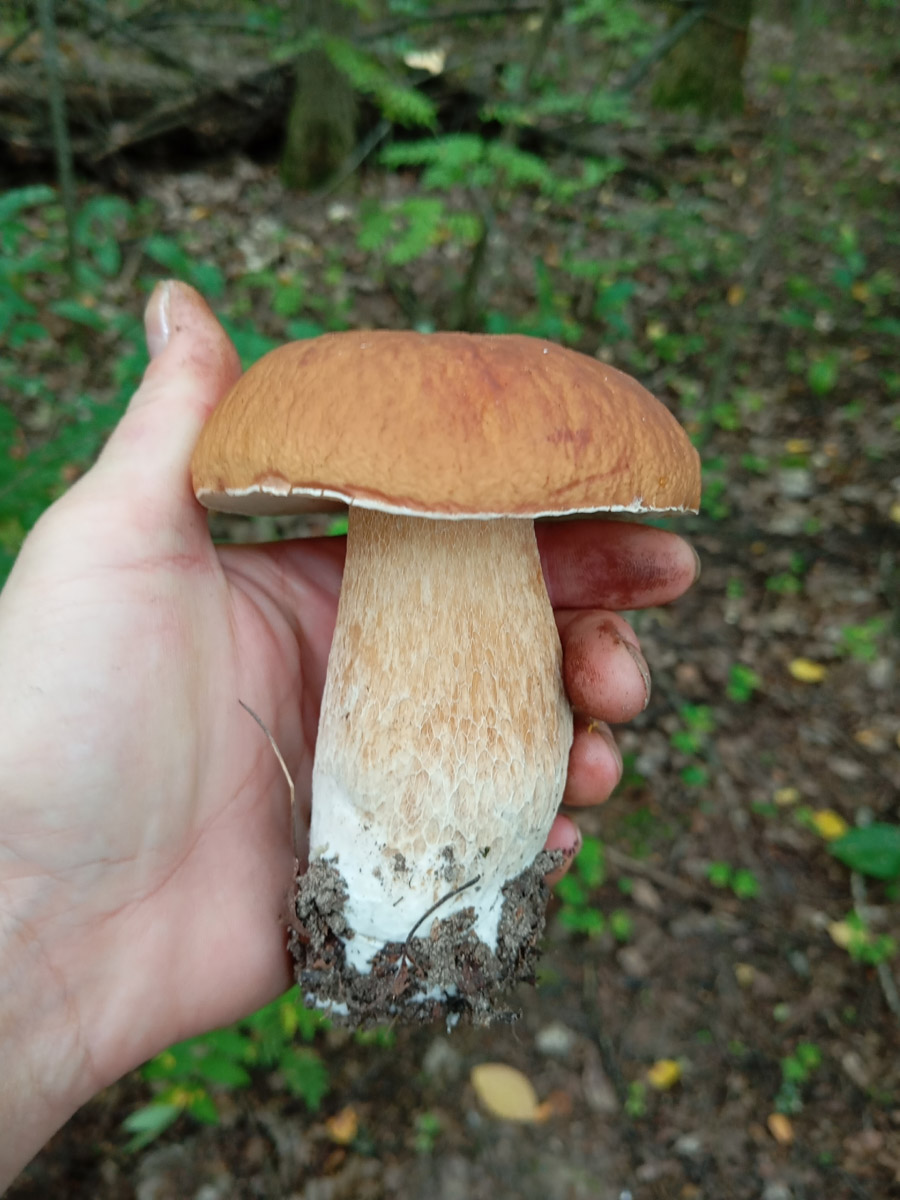 Во Владимирской области настоящий грибной бум! Жители региона делятся в социальных сетях полными корзинками и лукошками. Любителей тихой охоты радуют лисички, подосиновики, маслята, а с недавних пор в рост пошли и белые. Встречаются и совсем редкие экземпляры, например краснокнижные «ведьмины пальцы». «Ключ-Медиа» собрал самые сочные кадры щедрых даров леса.