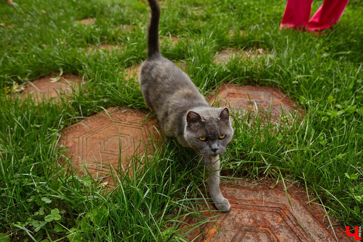Есть в Суздальском районе дом, куда точно можно продавать билеты. В нем три этажа с удивительными предметами из частной коллекции. Кажется, там есть всё, начиная от редких самоваров и заканчивая коллекционными самокатами. Восторг вызывает также участок с замком Рапунцель. Хозяин строения, полного чудес, Юрий Жаров провел для «Ключ-Медиа» подробную экскурсию по своим владениям.