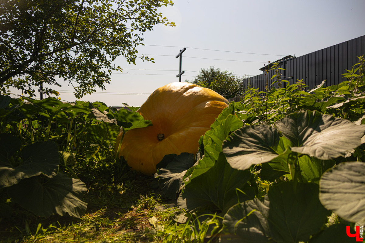 Жители Владимирской области подводят дачные итоги прошедшего лета. И они заставляют не на шутку удивиться! На участках в регионе взрастили настоящую экзотику в виде персиков и арбузов, а также собрали плоды самых непривычных размеров.