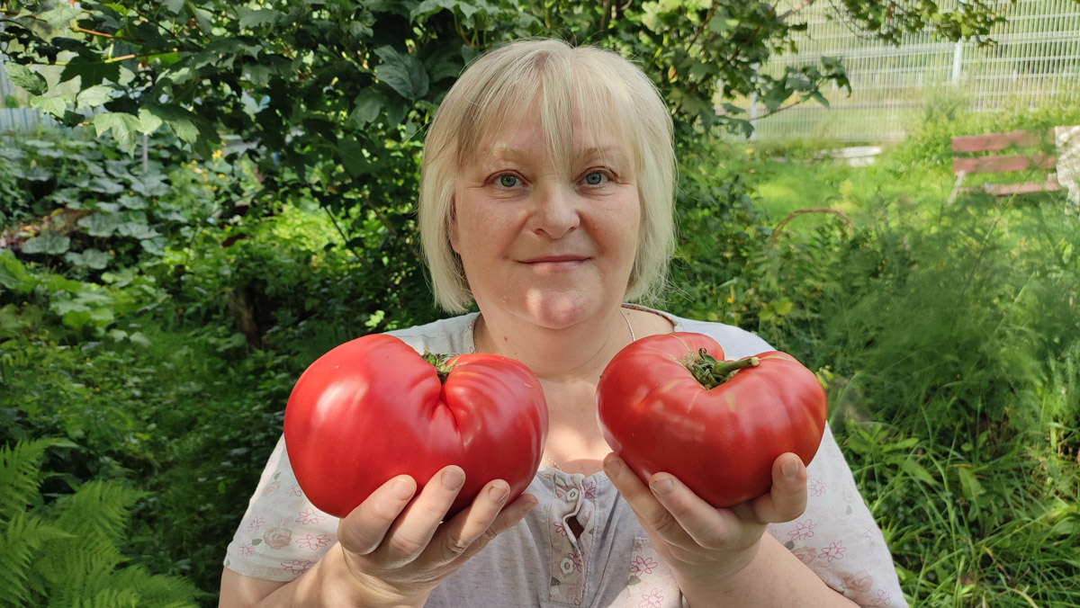 Жители Владимирской области подводят дачные итоги прошедшего лета. И они заставляют не на шутку удивиться! На участках в регионе взрастили настоящую экзотику в виде персиков и арбузов, а также собрали плоды самых непривычных размеров.