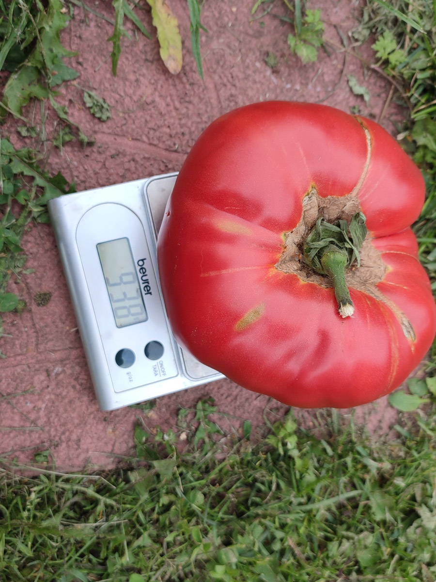 Жители Владимирской области подводят дачные итоги прошедшего лета. И они заставляют не на шутку удивиться! На участках в регионе взрастили настоящую экзотику в виде персиков и арбузов, а также собрали плоды самых непривычных размеров.