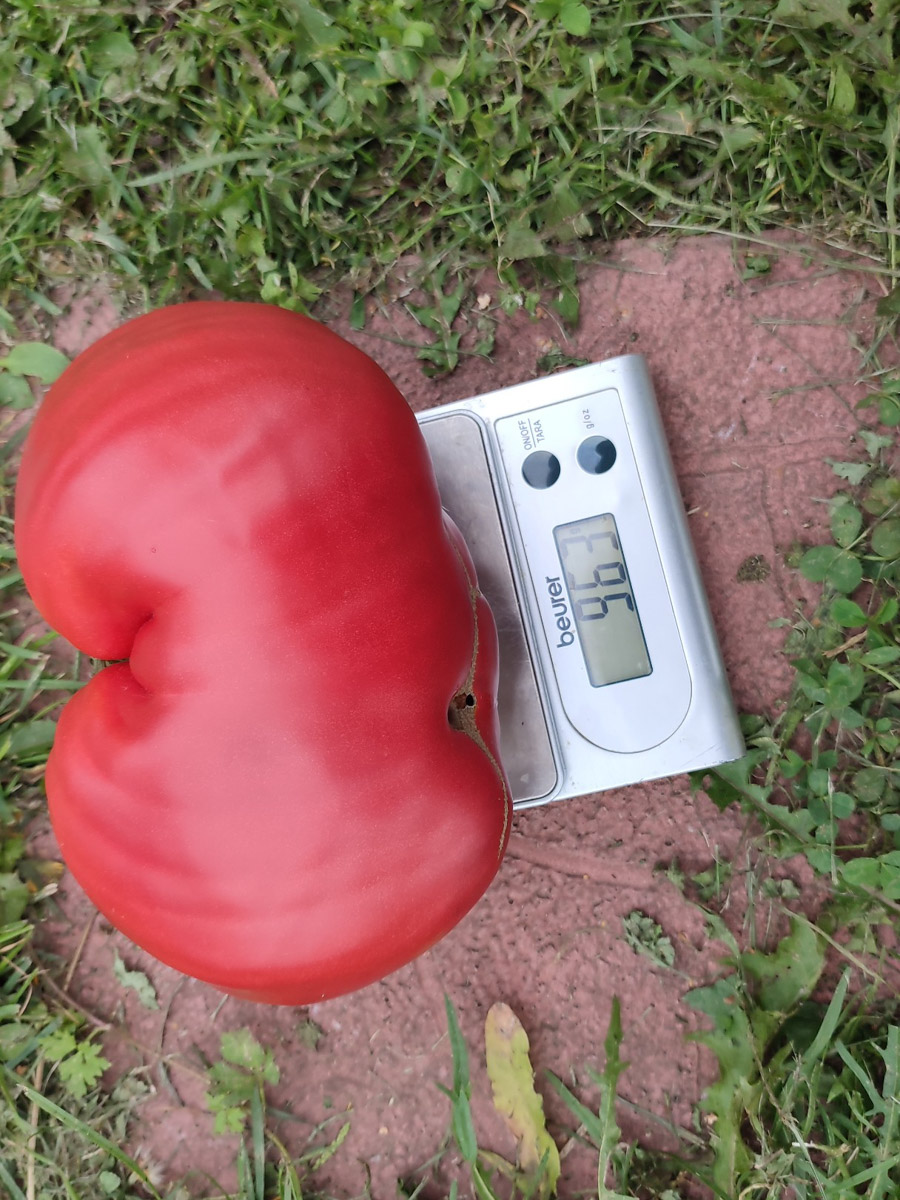 Жители Владимирской области подводят дачные итоги прошедшего лета. И они заставляют не на шутку удивиться! На участках в регионе взрастили настоящую экзотику в виде персиков и арбузов, а также собрали плоды самых непривычных размеров.