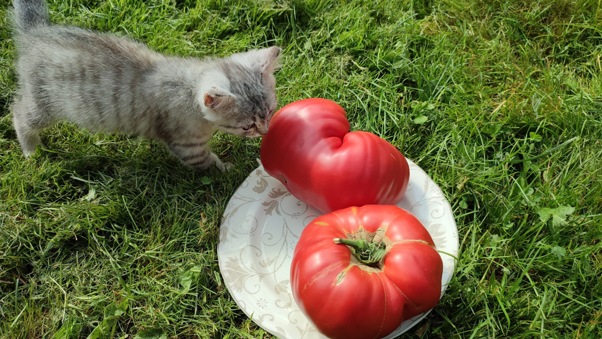 Жители Владимирской области подводят дачные итоги прошедшего лета. И они заставляют не на шутку удивиться! На участках в регионе взрастили настоящую экзотику в виде персиков и арбузов, а также собрали плоды самых непривычных размеров.