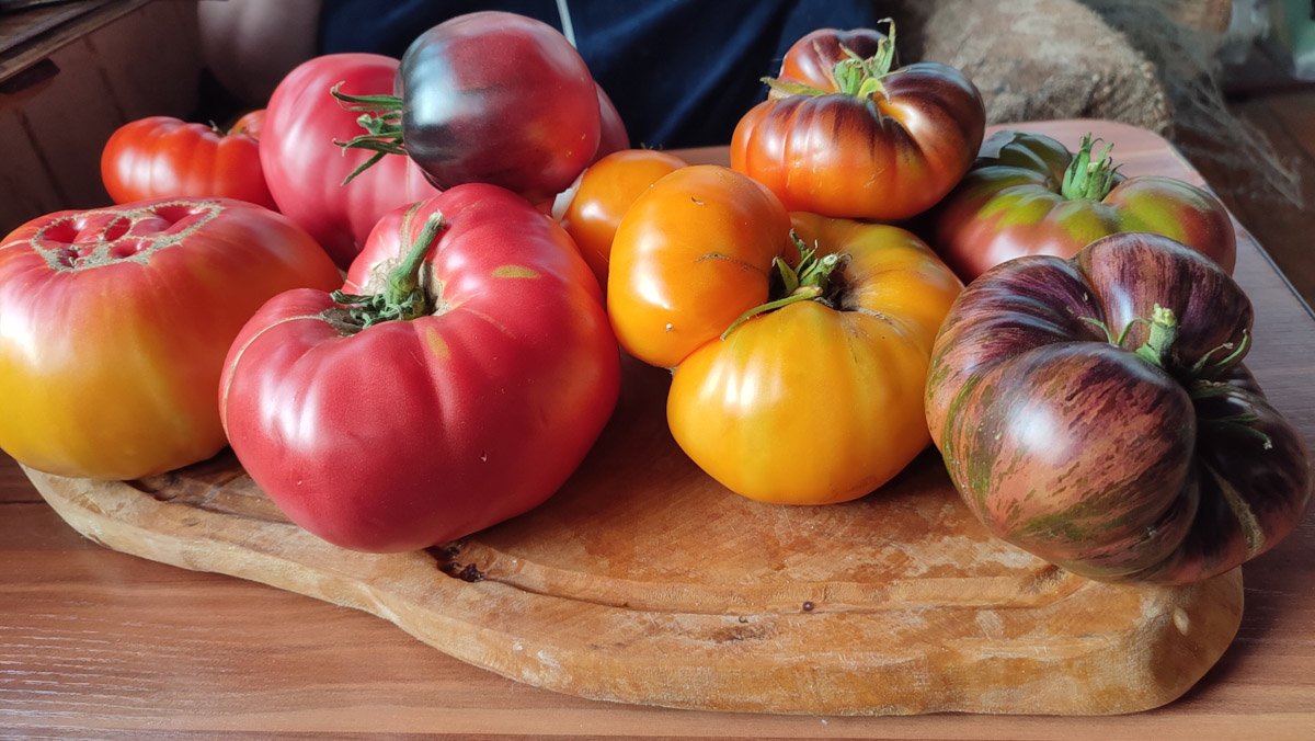 Жители Владимирской области подводят дачные итоги прошедшего лета. И они заставляют не на шутку удивиться! На участках в регионе взрастили настоящую экзотику в виде персиков и арбузов, а также собрали плоды самых непривычных размеров.