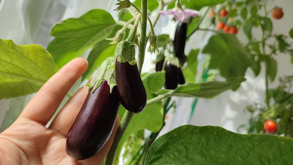 Жители Владимирской области подводят дачные итоги прошедшего лета. И они заставляют не на шутку удивиться! На участках в регионе взрастили настоящую экзотику в виде персиков и арбузов, а также собрали плоды самых непривычных размеров.