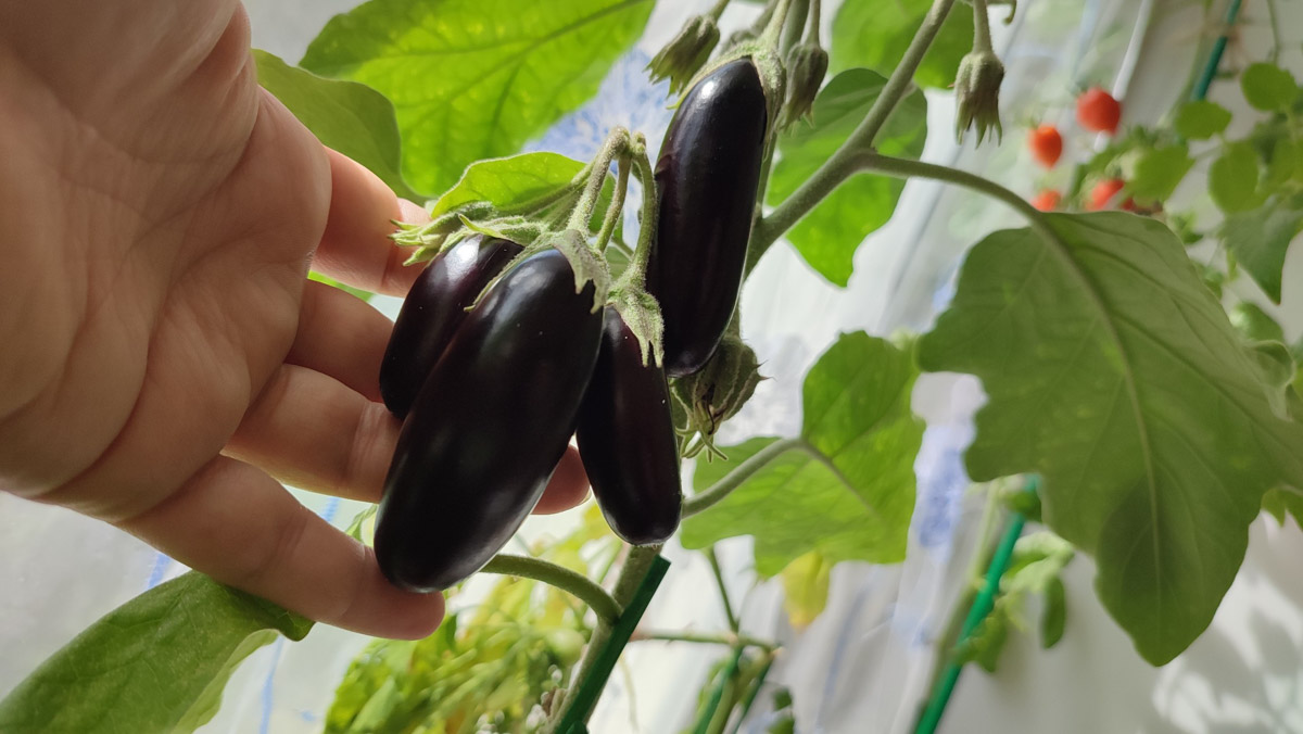 Жители Владимирской области подводят дачные итоги прошедшего лета. И они заставляют не на шутку удивиться! На участках в регионе взрастили настоящую экзотику в виде персиков и арбузов, а также собрали плоды самых непривычных размеров.