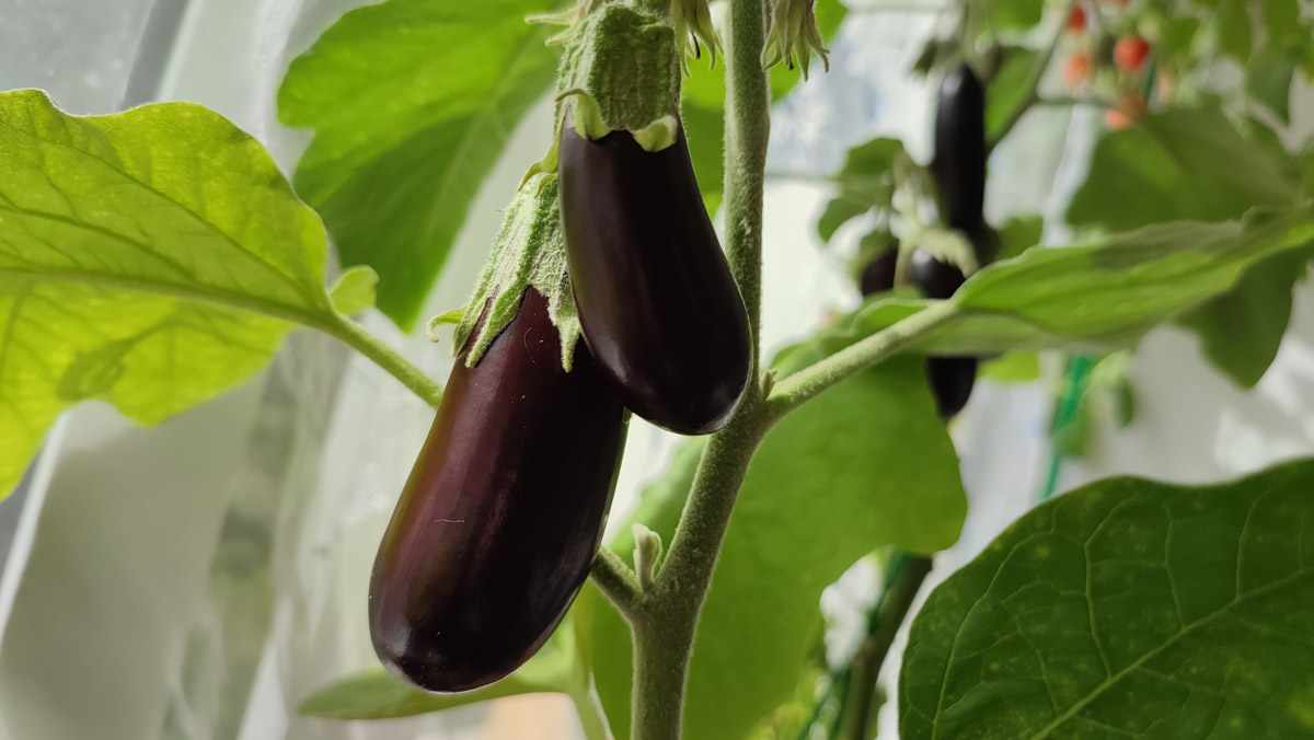 Жители Владимирской области подводят дачные итоги прошедшего лета. И они заставляют не на шутку удивиться! На участках в регионе взрастили настоящую экзотику в виде персиков и арбузов, а также собрали плоды самых непривычных размеров.