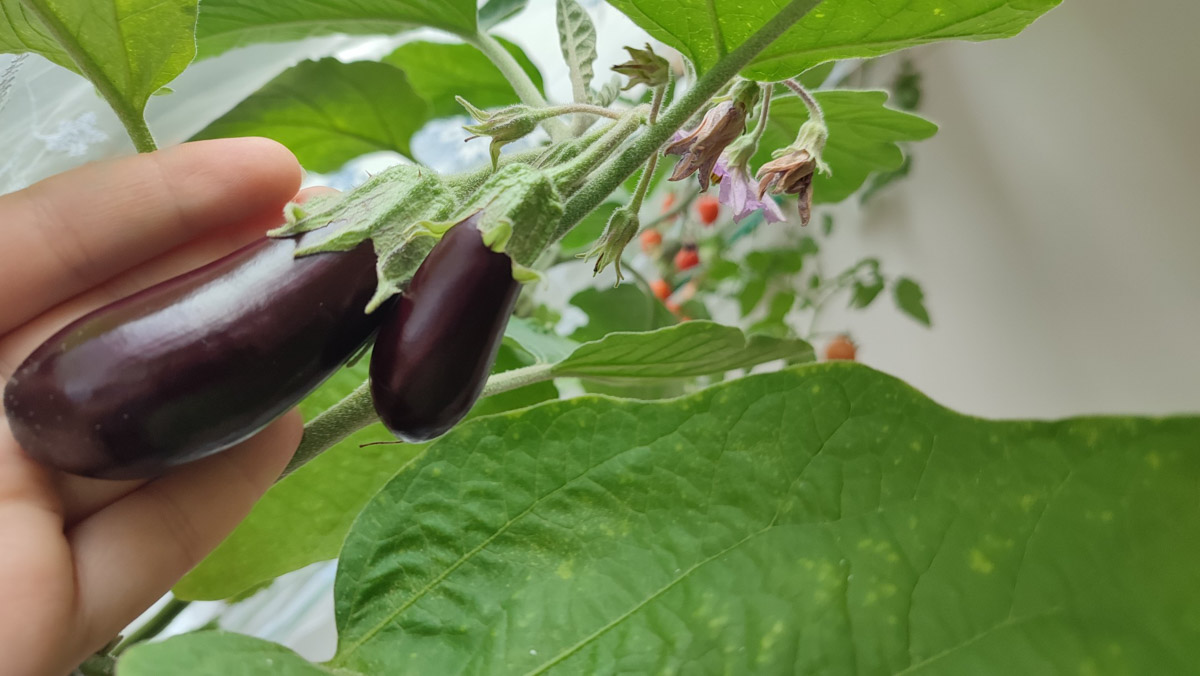 Жители Владимирской области подводят дачные итоги прошедшего лета. И они заставляют не на шутку удивиться! На участках в регионе взрастили настоящую экзотику в виде персиков и арбузов, а также собрали плоды самых непривычных размеров.