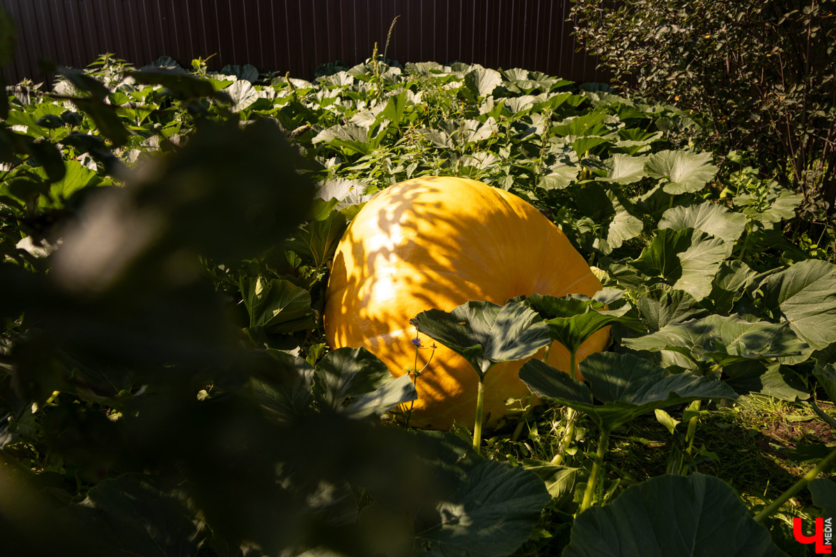 Жители Владимирской области подводят дачные итоги прошедшего лета. И они заставляют не на шутку удивиться! На участках в регионе взрастили настоящую экзотику в виде персиков и арбузов, а также собрали плоды самых непривычных размеров.