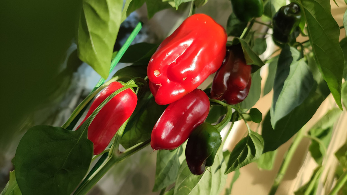 Жители Владимирской области подводят дачные итоги прошедшего лета. И они заставляют не на шутку удивиться! На участках в регионе взрастили настоящую экзотику в виде персиков и арбузов, а также собрали плоды самых непривычных размеров.