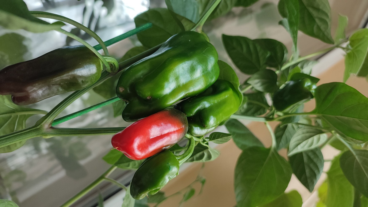 Жители Владимирской области подводят дачные итоги прошедшего лета. И они заставляют не на шутку удивиться! На участках в регионе взрастили настоящую экзотику в виде персиков и арбузов, а также собрали плоды самых непривычных размеров.