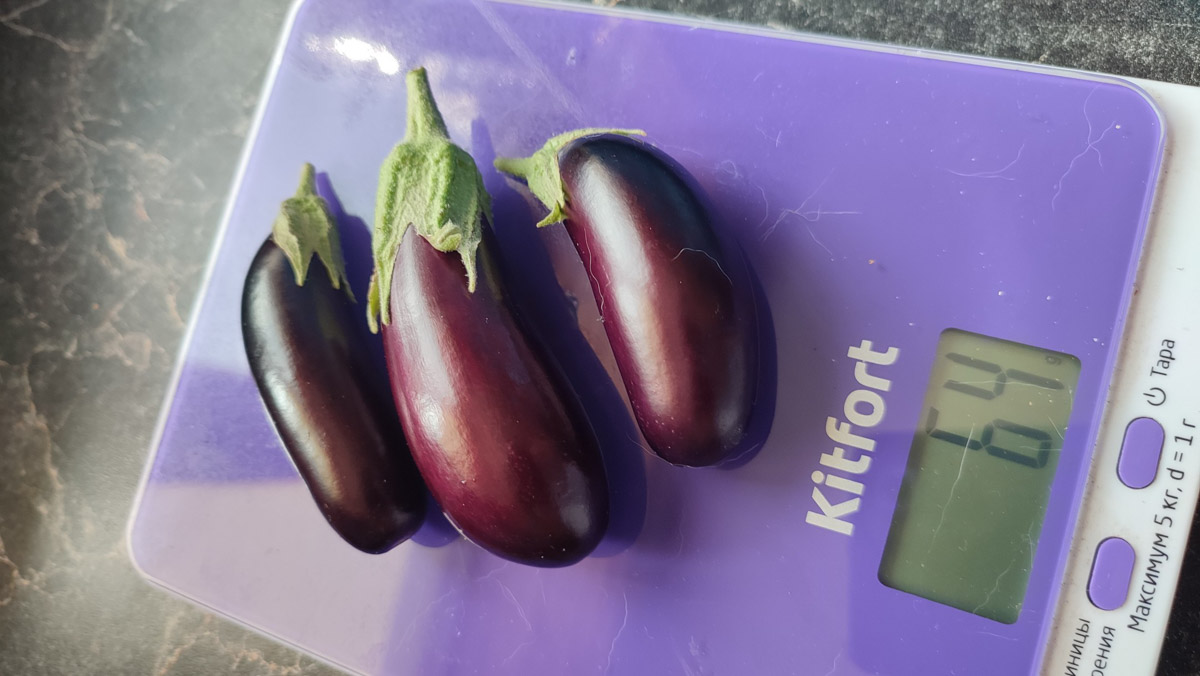 Жители Владимирской области подводят дачные итоги прошедшего лета. И они заставляют не на шутку удивиться! На участках в регионе взрастили настоящую экзотику в виде персиков и арбузов, а также собрали плоды самых непривычных размеров.