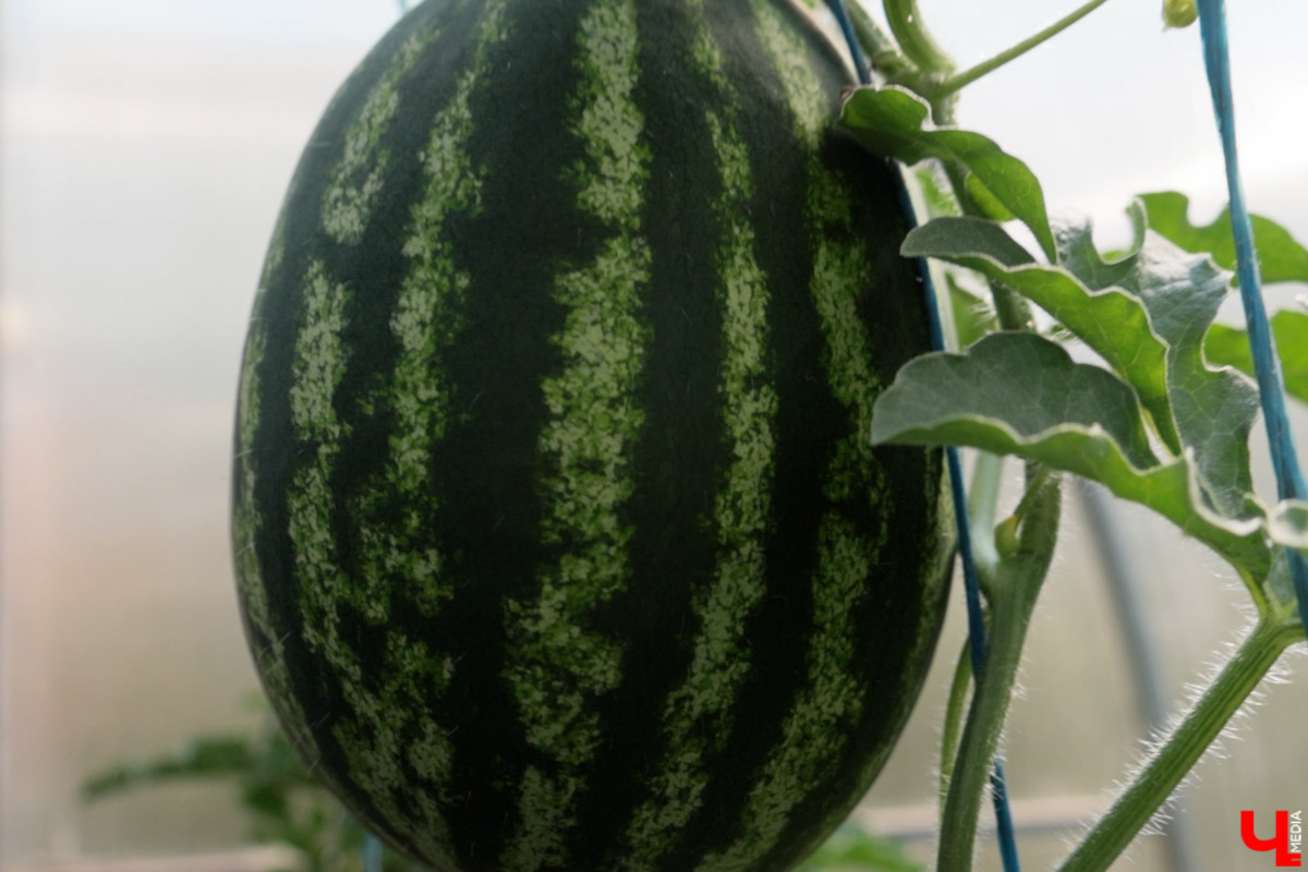 Жители Владимирской области подводят дачные итоги прошедшего лета. И они заставляют не на шутку удивиться! На участках в регионе взрастили настоящую экзотику в виде персиков и арбузов, а также собрали плоды самых непривычных размеров.