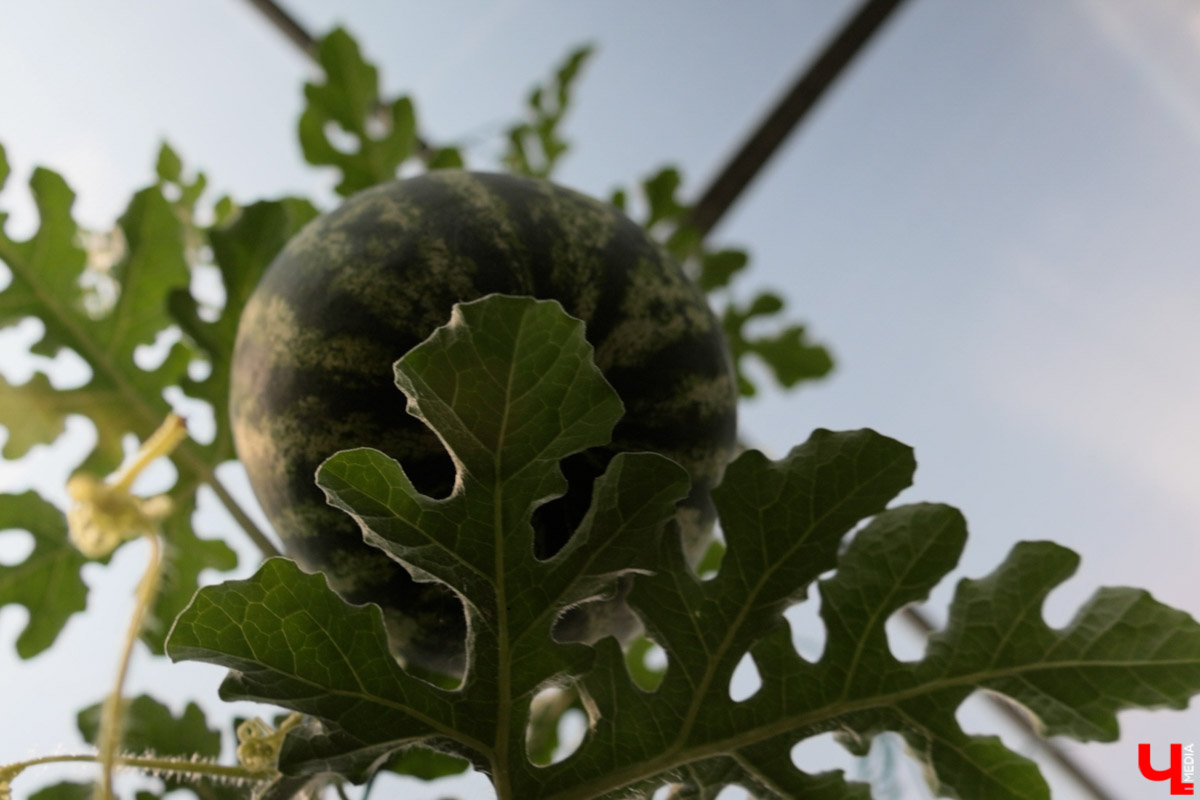 Жители Владимирской области подводят дачные итоги прошедшего лета. И они заставляют не на шутку удивиться! На участках в регионе взрастили настоящую экзотику в виде персиков и арбузов, а также собрали плоды самых непривычных размеров.