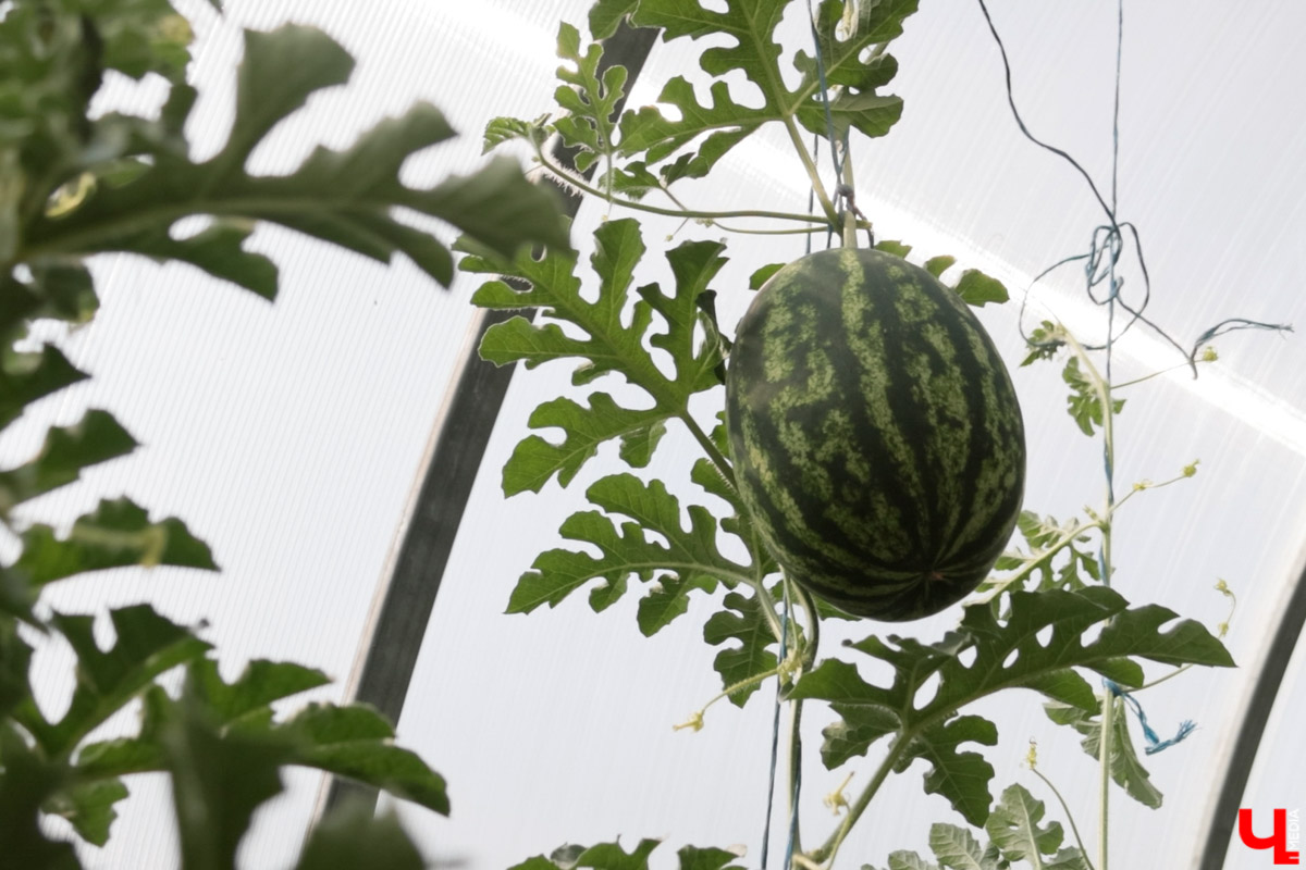 Жители Владимирской области подводят дачные итоги прошедшего лета. И они заставляют не на шутку удивиться! На участках в регионе взрастили настоящую экзотику в виде персиков и арбузов, а также собрали плоды самых непривычных размеров.