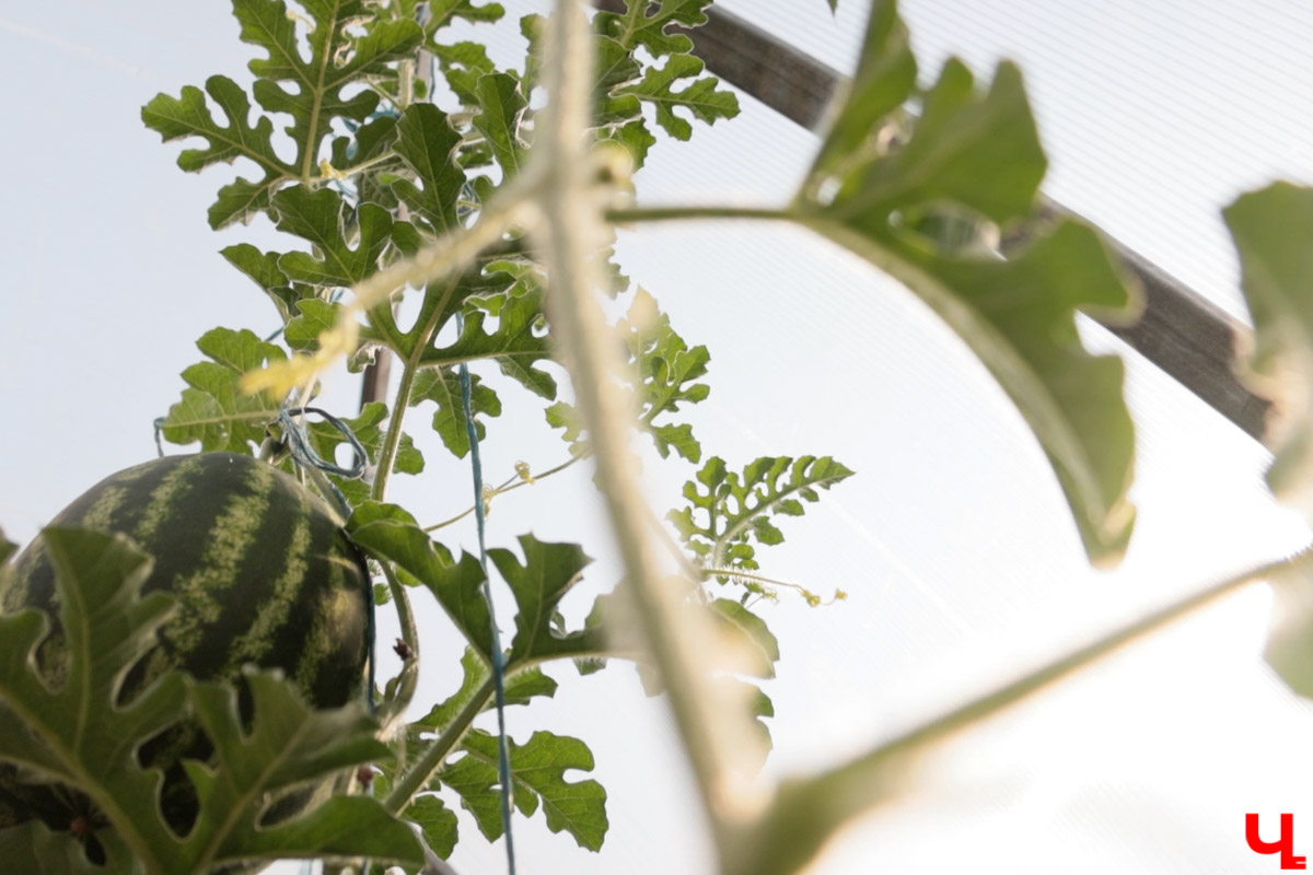 Жители Владимирской области подводят дачные итоги прошедшего лета. И они заставляют не на шутку удивиться! На участках в регионе взрастили настоящую экзотику в виде персиков и арбузов, а также собрали плоды самых непривычных размеров.